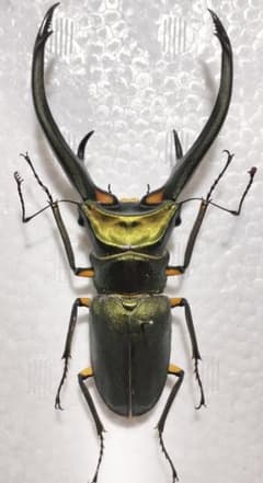 特大エラフスホソアカクワガタ（美麗個体）標本 - メルカリ