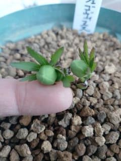 K*5様 原種クリスマスローズ ムルチフィダス•ヘルツェゴヴィヌス 6号