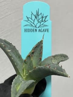 ジェレミー産Hidden Agaveアガベ エボリスピナ×BBハイブリッドUS株
