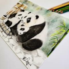 AQUA&癒し色鉛筆画「パンダ家族」新作原画 - メルカリ