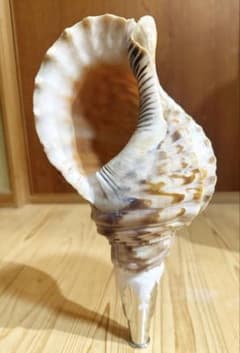 修験道法螺貝36㎝ 山伏 密教 魔除け 熊よけ❣️ホラガイ ほら貝 - メルカリ