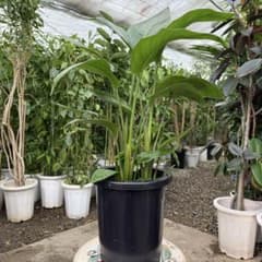 特級品】ストレリチア オーガスタ 8号鉢サイズ 特大極上苗3株 - メルカリ