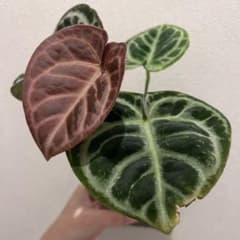 アンスリウム mystic A88 division - メルカリ