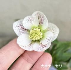 発送お任せ❣️□大木ナーセリー□株分け クリスマスローズ - メルカリ