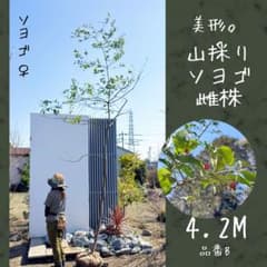 希少。特大山採りソヨゴ雌株4.2M(鉢底から) - メルカリ