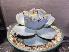 m98604117962_1.jpg?1741422092