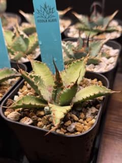 アガベ エボリスピナ× BB hybrid ハイブリッド【発根活着済】② - メルカリ