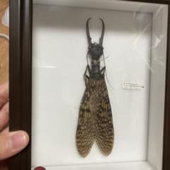 オオキバヘビトンボ 標本 - メルカリ