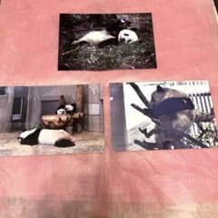 レア⭐︎非売品⭐︎上野動物園・パンダ・シャオシャオ・レイレイ