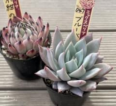 ブルーバニラ 紫紺の矢 札付き おらいさんミックスベリア 多肉植物