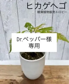 オリーブの木 イタリア製 テラコッタ鉢植え エルグレコ H120 - メルカリ