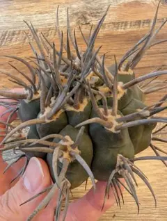 2026年最新】守金魔天竜の人気アイテム - メルカリ