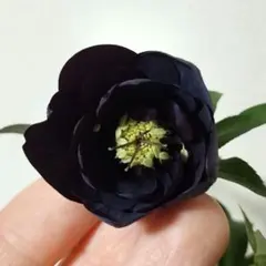 2026年最新】野田園芸の人気アイテム - メルカリ