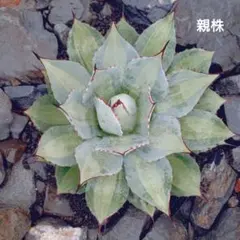 2026年最新】吉祥天錦の人気アイテム - メルカリ