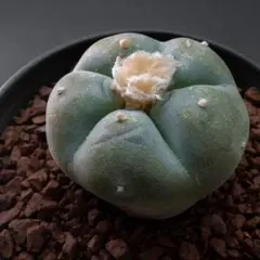 2026年最新】銀冠玉の人気アイテム - メルカリ