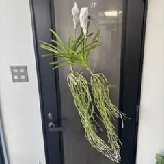 2026年最新】洋蘭バンダの人気アイテム - メルカリ