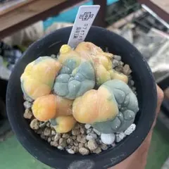 2026年最新】銀冠玉錦の人気アイテム - メルカリ