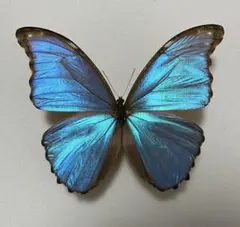2026年最新】モルフォ蝶 標本の人気アイテム - メルカリ