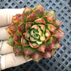 2026年最新】ロンギシマ 多肉の人気アイテム - メルカリ