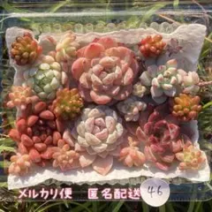 2026年最新】ブラックプリンス錦の人気アイテム - メルカリ