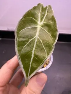 2026年最新】アロカシア ワトソニア ライトニングの人気アイテム