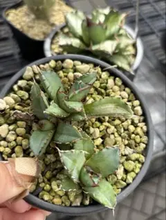 2026年最新】姫厳竜白中斑の人気アイテム - メルカリ