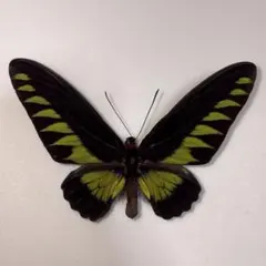 2026年最新】トリバネアゲハ 標本の人気アイテム - メルカリ