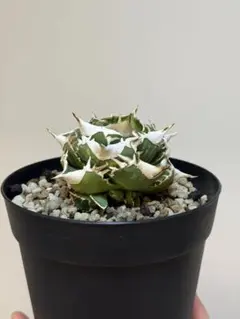 2026年最新】大白鯊 アガベの人気アイテム - メルカリ