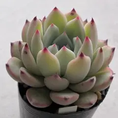 2026年最新】おらい リンゼアナの人気アイテム - メルカリ