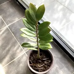 2026年最新】ザミオクルカスの人気アイテム - メルカリ