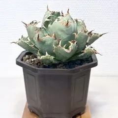 2026年最新】アガベ 白鯨 大株の人気アイテム - メルカリ