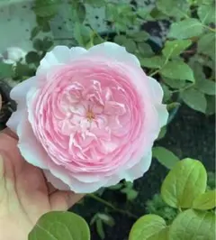 2026年最新】和バラの人気アイテム - メルカリ