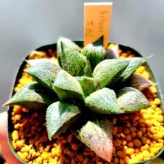 2026年最新】アロエハイブリッドの人気アイテム - メルカリ