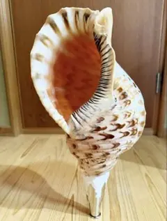 2026年最新】ホラガイの人気アイテム - メルカリ