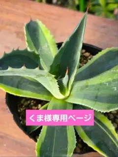 2026年最新】オルカ アガベの人気アイテム - メルカリ