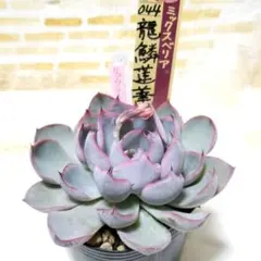 2026年最新】龍鱗蓮華の人気アイテム - メルカリ