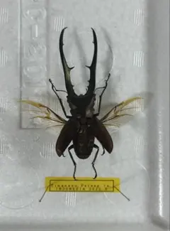 2026年最新】メタリフェルホソアカクワガタ標本の人気アイテム - メルカリ