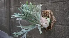 2026年最新】elsa ビカクシダの人気アイテム - メルカリ