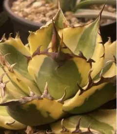 2026年最新】スナグルトゥース 子株の人気アイテム - メルカリ