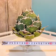 2026年最新】アガベ 白鯨 ボールの人気アイテム - メルカリ