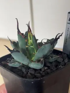 2026年最新】エボリスピナ陽炎の人気アイテム - メルカリ