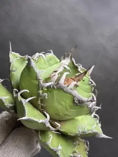 2026年最新】大株 アガベの人気アイテム - メルカリ