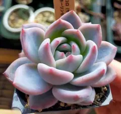 2026年最新】beehouse 多肉の人気アイテム - メルカリ