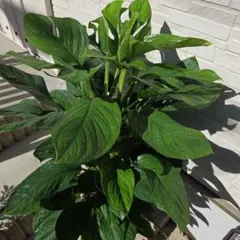 2026年最新】ジェイドウィングの人気アイテム - メルカリ