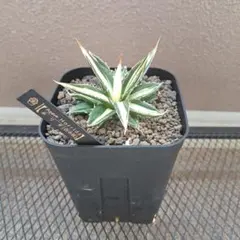 2026年最新】アガベ ホリダ 白中斑の人気アイテム - メルカリ