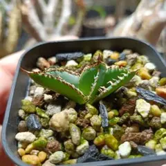 2026年最新】上澳園芸の人気アイテム - メルカリ