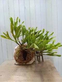 2026年最新】リドレイ 細葉の人気アイテム - メルカリ