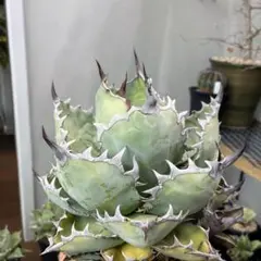 2026年最新】アガベ bb錦の人気アイテム - メルカリ