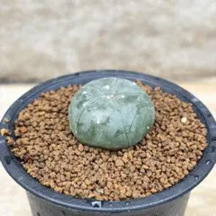 2026年最新】鳥羽玉の人気アイテム - メルカリ