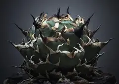 2026年最新】アガベ ハデス 陽炎の人気アイテム - メルカリ